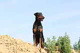 DOBERMANN 619